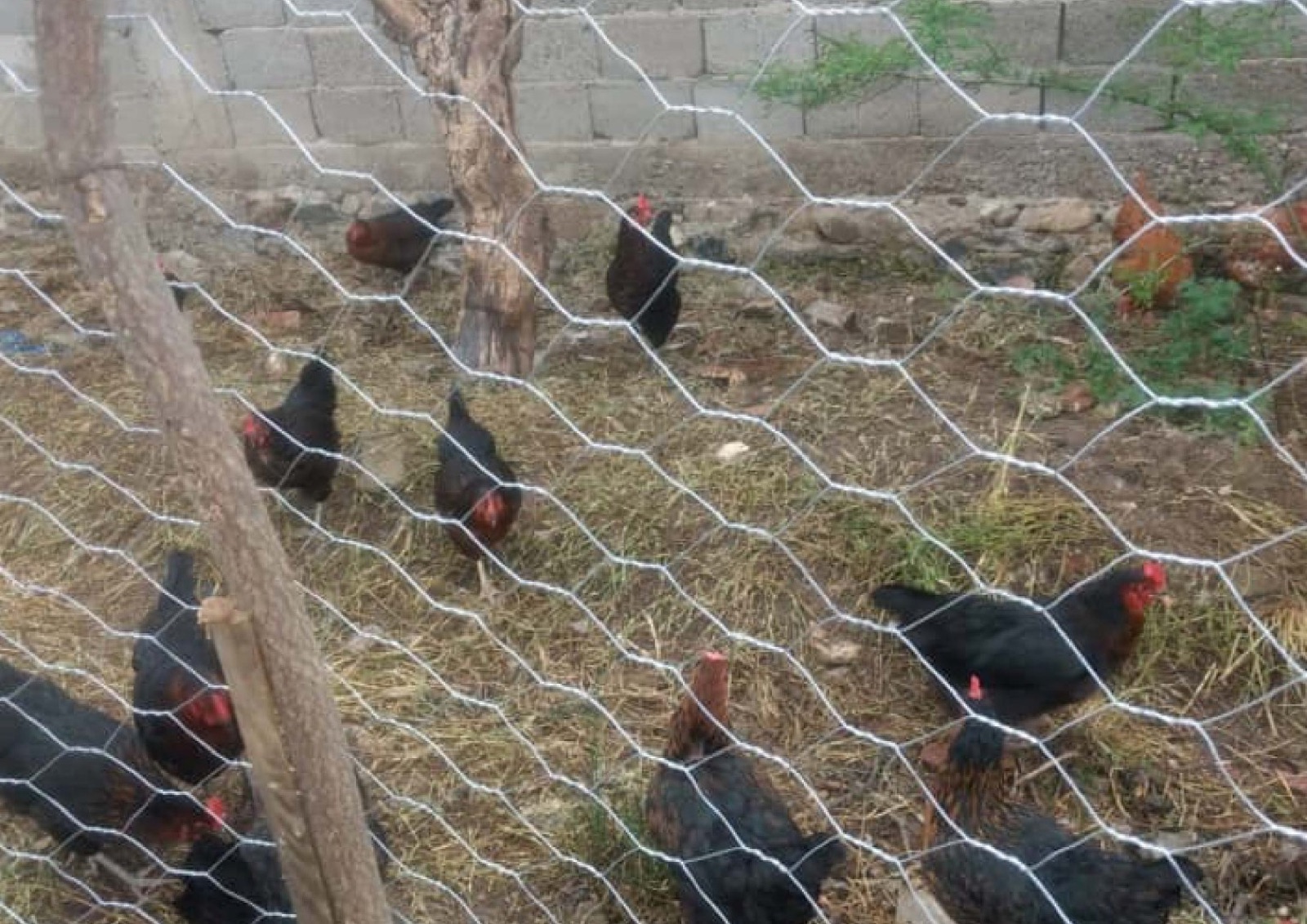 Kümes ve tavuklar